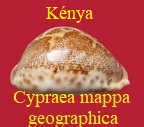 Cypraea mappa geographica,mombassa